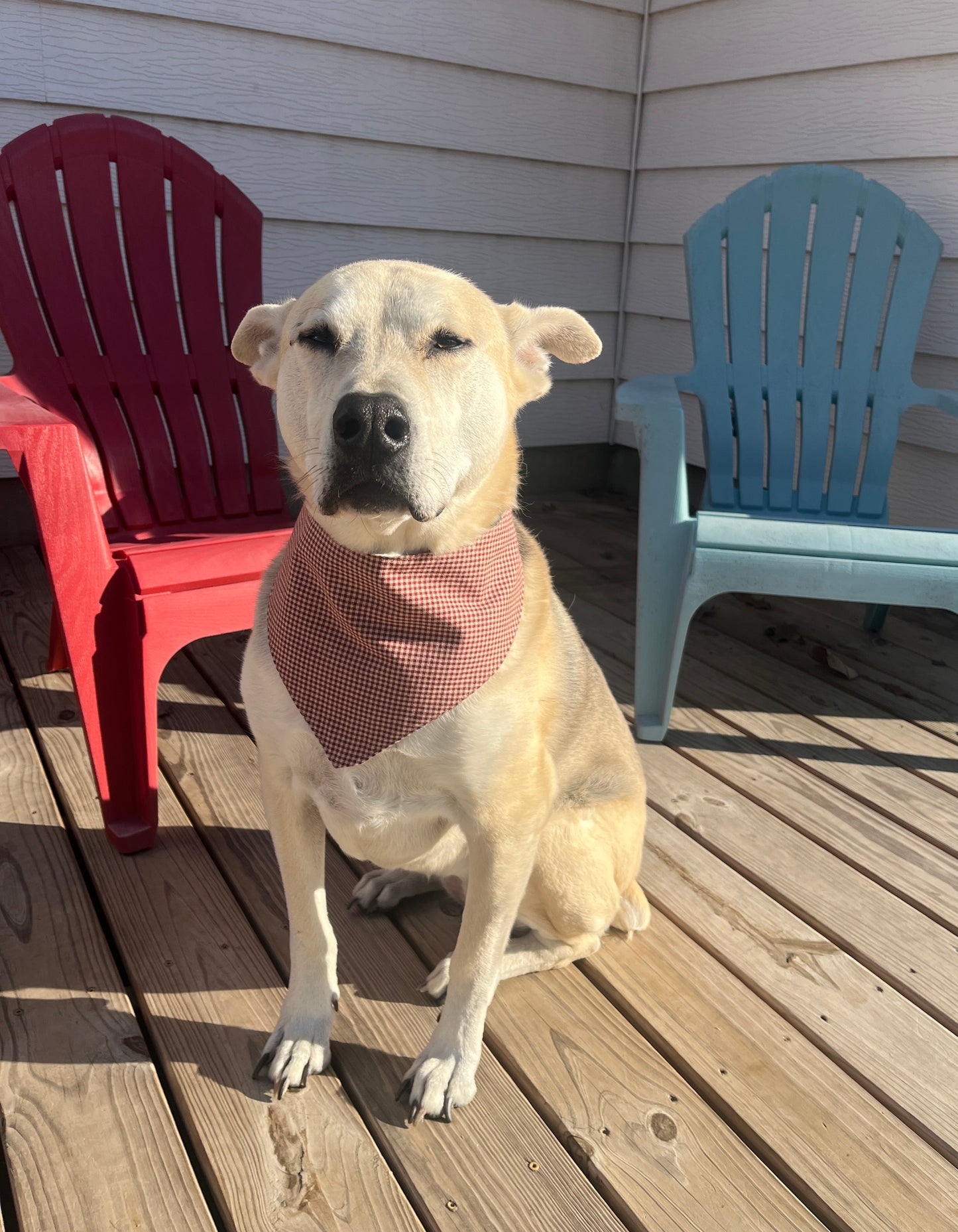 Brown Gingham & Blue Dogs Reversible Dog Bandana